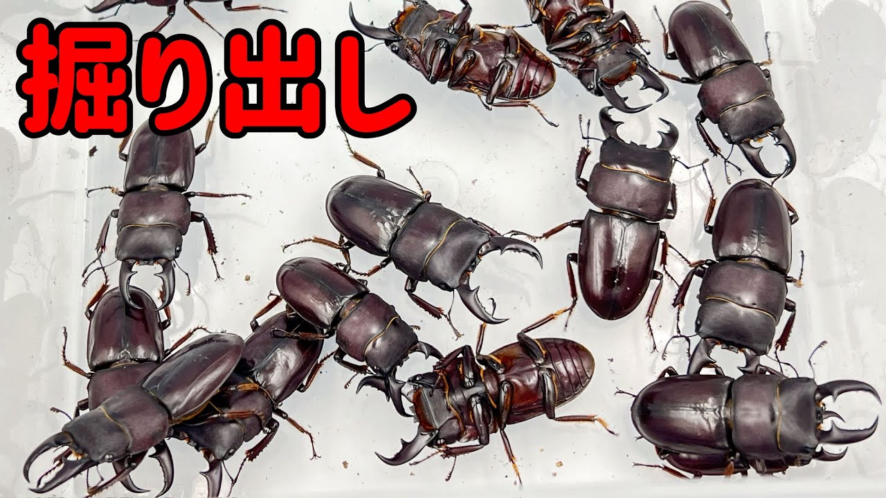 日本の離島に生息するヒラタクワガタを大量に掘り出してみた！Dorcus titanus daitoensis - YouTube