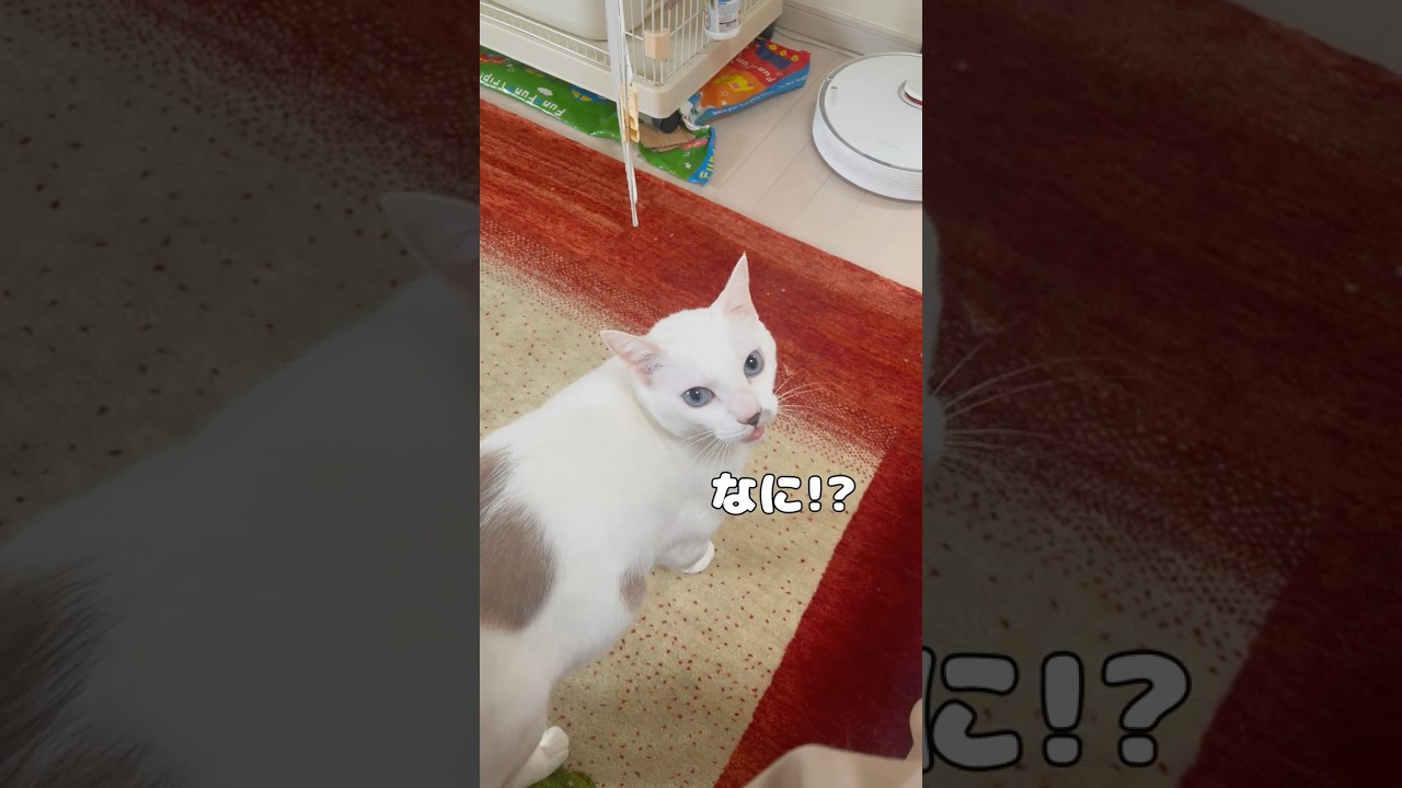 弟猫の返事が可愛すぎて何度も呼んでしまいます