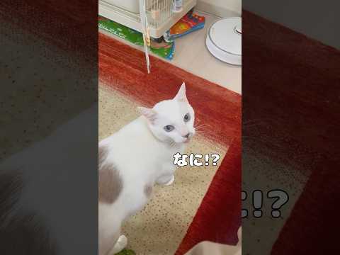 弟猫の返事が可愛すぎて何度も呼んでしまいます