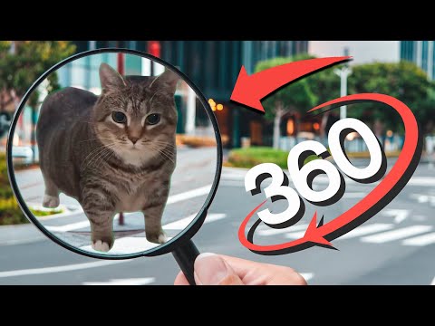 Find OIIAOIIA CAT | Finding Challenge 360º VR