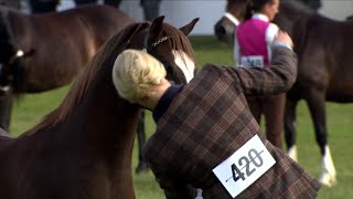 Merlod Cymreig - Ebol Blwydd | Welsh Ponies - Yearling Foal