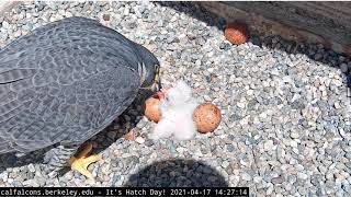 ~UC Berkeley Peregrine Falcon Nest  Sokoły wędrowne  Pierwsze karmienie maluszków ~