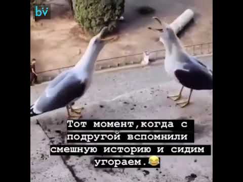 КРИК ДВУХ ЧАЕК