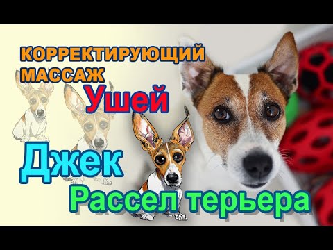 Video: Jek Rassel Terrier Kuchukchasini Qanday Boqish Kerak