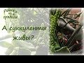 Минисадик из суккулентов | Как он поживает? Уход за суккулентами | февраль 2018