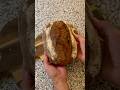 خبز ساوردو بدقيق الاسمر Shorts Sourdough Bread خبز ساوردو بدقيق الاسمر Shorts Sourdough Bread