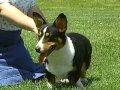 Cardigan Welsh Corgi - AKC Dog Breed Series の動画、YouTube動画。