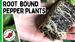 Root Bound Peppers - How To Avoid Root Bound Plants - Pepper Geek