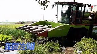 《我爱发明》摆脱泥水阻扰 玉米收割机的抢收记 20200220 | CCTV农业