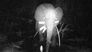 Éléphants Se Déplaçant La Nuit En Forêt Gabonaise Sous Les Yeux De Caméras Ir (Camera Trap)