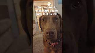 every meal with this girl... #puppy #chesapeakebayretriever #dinnertime #puppyeyes