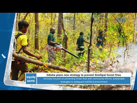 Odisha Plans New Strategy to Prevent Similipal Forest Fires | News Highlights | My City Links