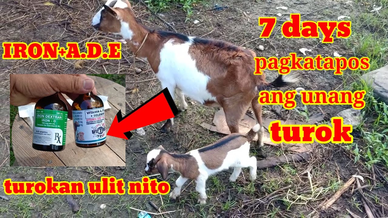 Vitamin ADE at Iron para sa bagong panganak na kambing