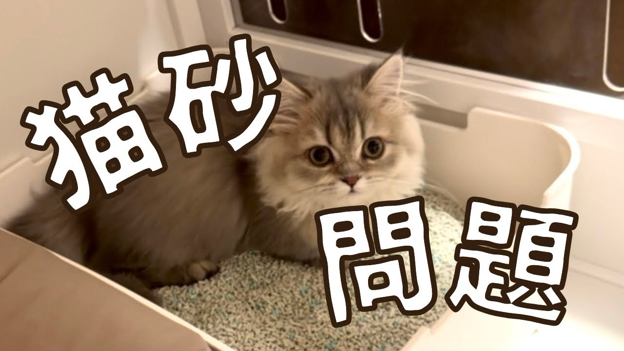 高級猫砂試した結果..