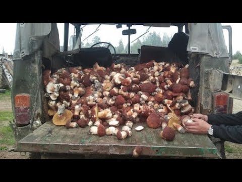 Video: Hříbky Jsou Mistrovským Dílem Přírody