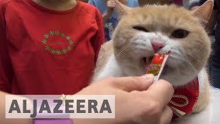 ... hundreds of people crowd the stage to get a glimpse hong kong’s
most famous cat, brother cream. craze for ce...