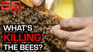 The fight to save bees from extinction | 60 Minutes Australia