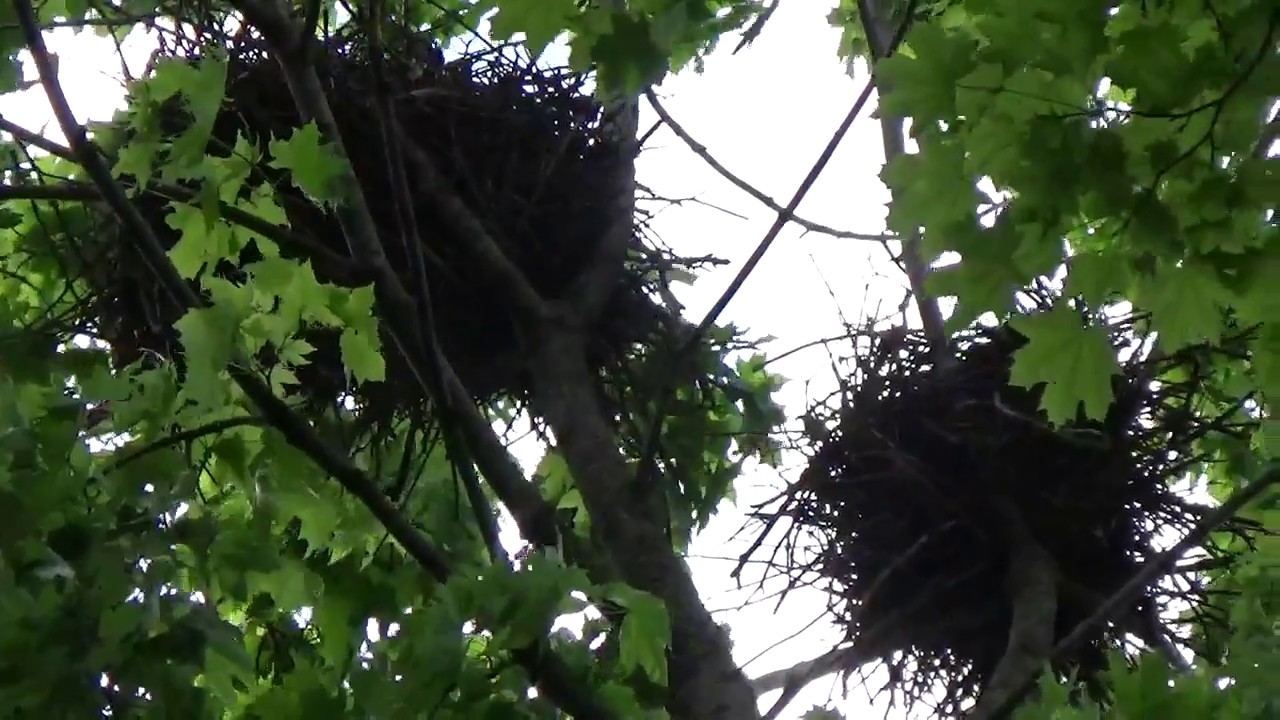 Как птицы вьют гнезда птица вьет гнездо - YouTube