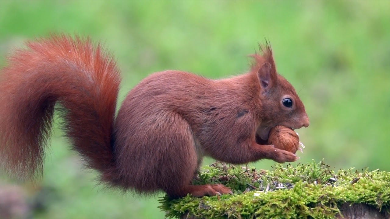 photoscape Squirrel / Eichhörnchen Sony RX10 IV