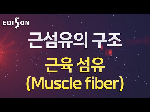 [EDISON 전산의학 심근과 골격근] 근섬유의 구조 : 근육 섬유 (Muscle fiber)