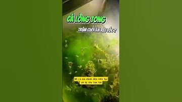 Cá Lòng Tong "Ông Trùm" Diệt Rêu Hại Trong Hồ Thủy Sinh! - Nuôi cá dưỡng tâm
