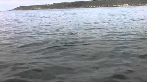 Common dophins   delphinus delphis