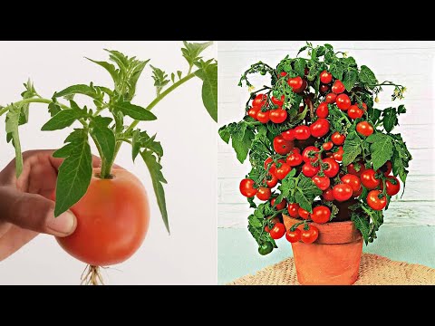 Video: Huilvyplantinligting - Kweek en versorg huilvye in die buitelug