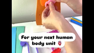 body organs kit transforms anatomy lessons into a hands-on experience