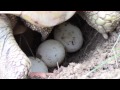 Tortoise laying eggs