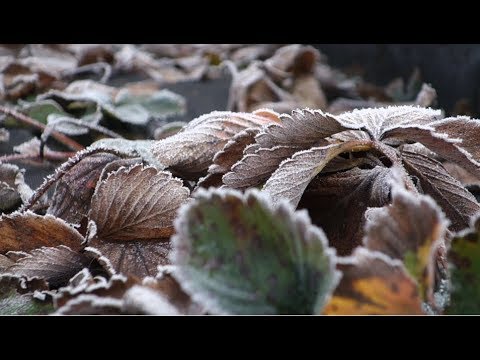 Farm update #11 January - YouTube