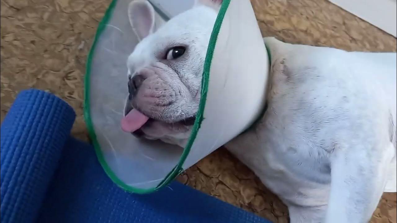 Frenchie Wears Out From Playing With Bubble Wrap And Plastic Bottles