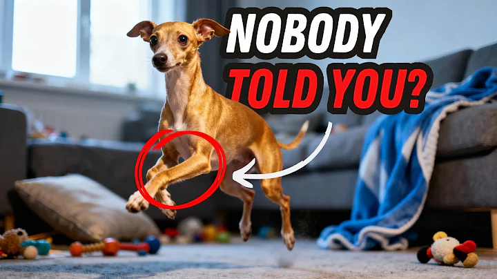 I wish I knew these BEFORE getting an Italian Greyhound