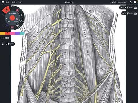 Anatomy and relationship of lumbar plexus (English)