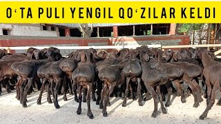 PULI YENGIL QOʻZILLAR KELDI SHOSHILAMIZ SONI CHEKLANGAN