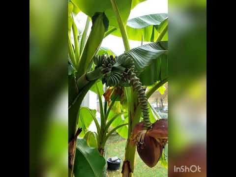 Video: Wie blüht eine Banane in der Natur?