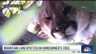 Mountain lion spotted in Woodland Hills homeowner