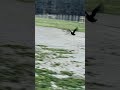 Ducks flying