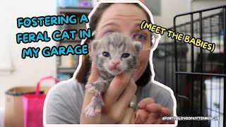 Fostering feral cats in my garage (and how you can too!) | Fortheloveofkittenrescue