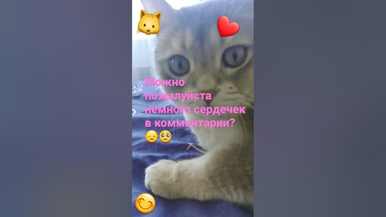 пожалуйста#котик# - YouTube