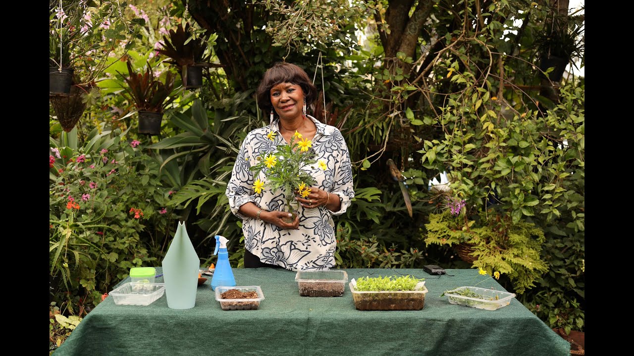 Euryops Chrysanthemoides (African Bush Daisy, Resin bush) - Plant Care and Simple Seed Propagation.