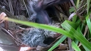 Still small, already facing life’s harshness from its own parent.