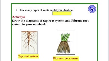 CLASS 4 SCHOOL WORKSHEET EVS TODAY AUGUST 16 ROOTS ACTIVITIES
