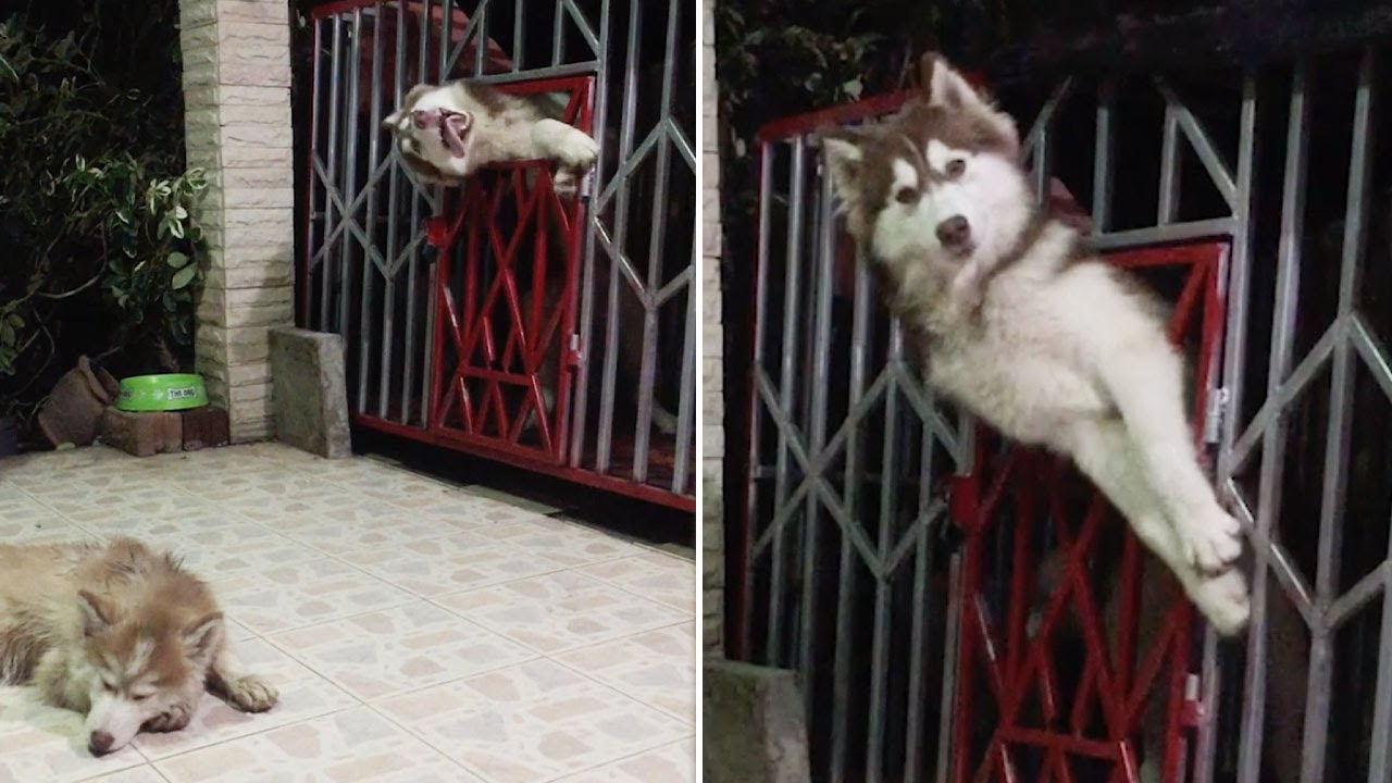 Are Siberian Huskies Escape Artists