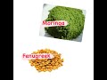 Moringa &  Fenugreek Hair growth Mask / Easy DIY Deep Conditioner for  hair growth