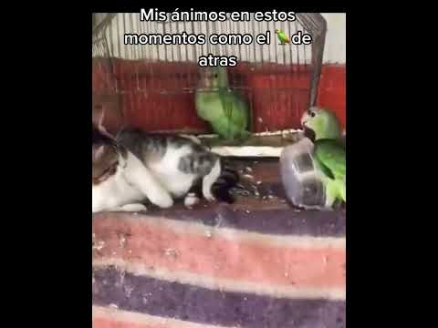 Video: ¿Un gato atacaría a un loro?