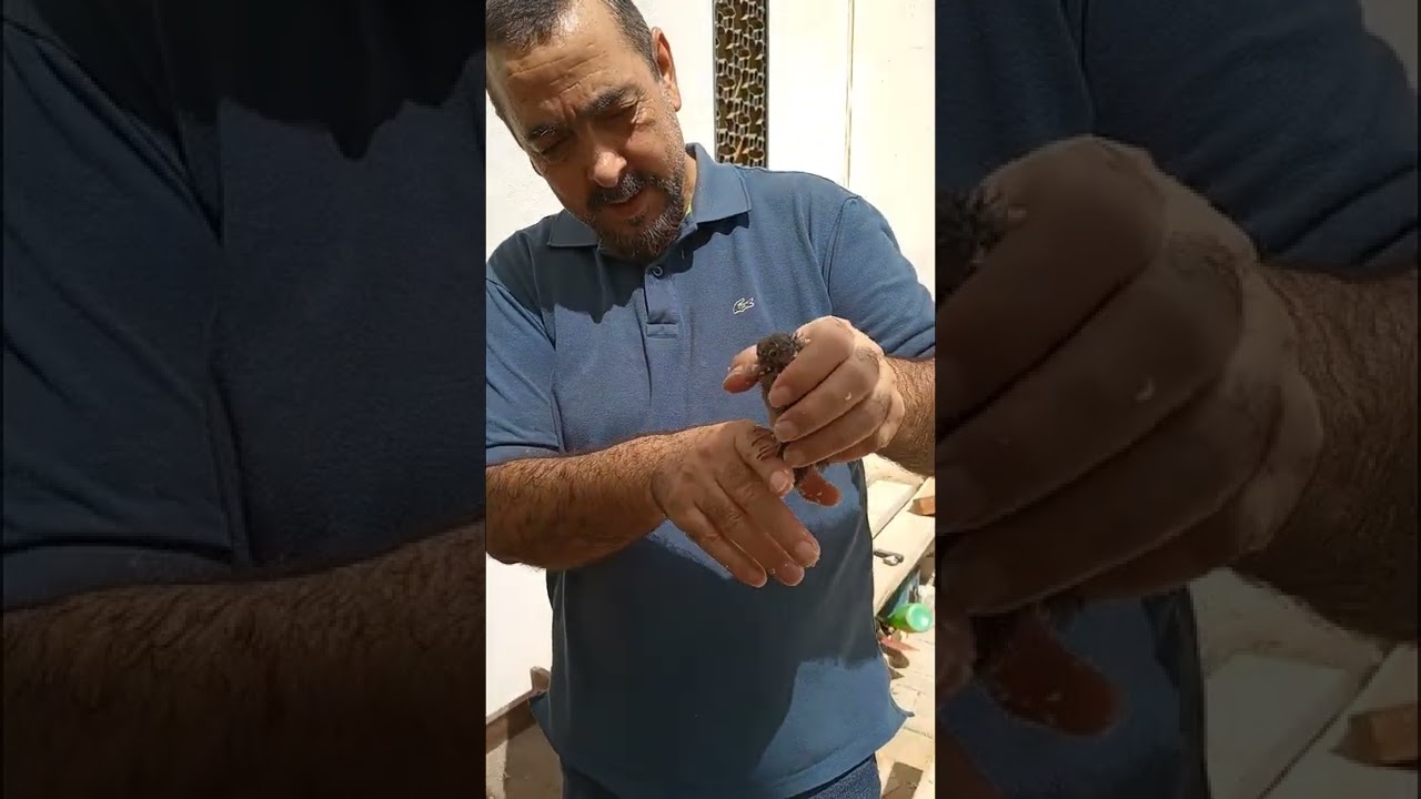 Rescued a turtle dove that was attacked by a raven