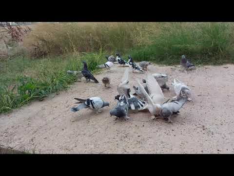 Video: Güvenli 10 Kuş Oyuncakları