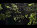 Rainy Night in the Trees - Natural Rain Sounds for Sleep, Relaxation, Study & Meditation