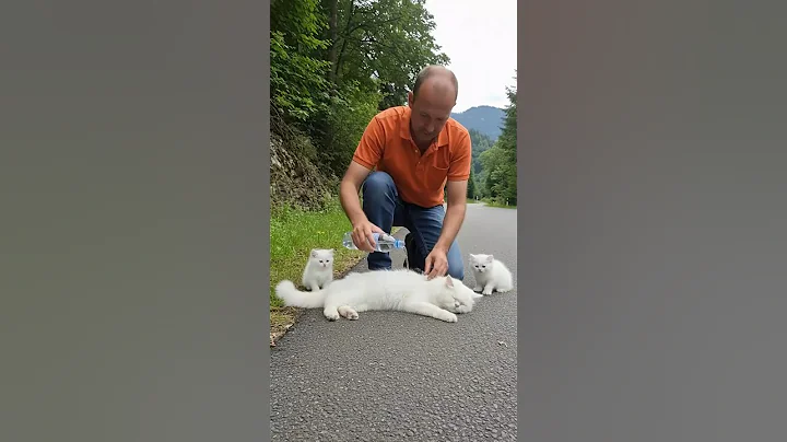 Video 11713011: persian cat rescue, rescued persian kitten, persian cat kitten animal, cat kitten wildlife