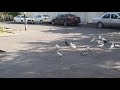 #BAKU #PIGEONS.    Классные голуби Алескерова Риада в Баку!